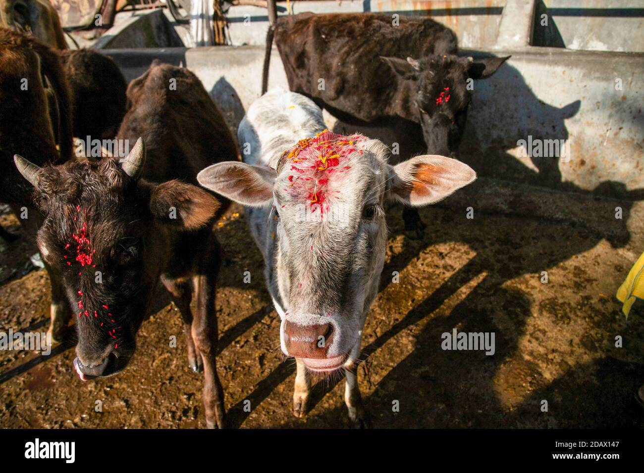 Kühe, die mit Zinnoberpulver und Girlande-Blumen geschmückt sind, werden während des Tihar-Festivals, auch bekannt als Diwali, gesehen. Kühe gelten als heilig für Hindus und werden während des Tihar-Festivals verehrt, eines der wichtigsten hinduistischen Festivals, das der Göttin des Reichtums Laxmi gewidmet ist. Stockfoto