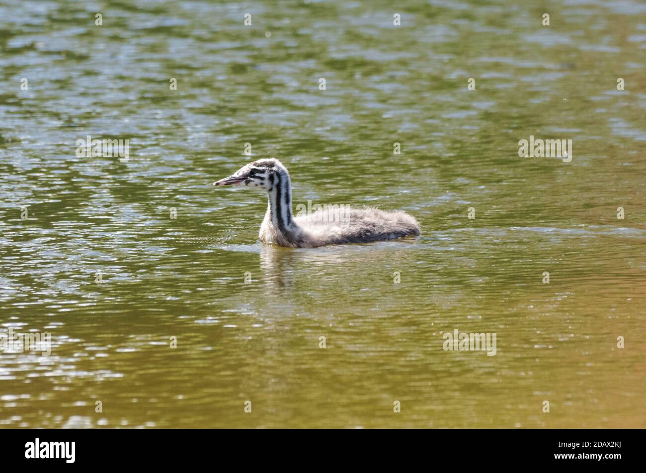 Jungtier-Haubentaucher in einem See Stockfoto