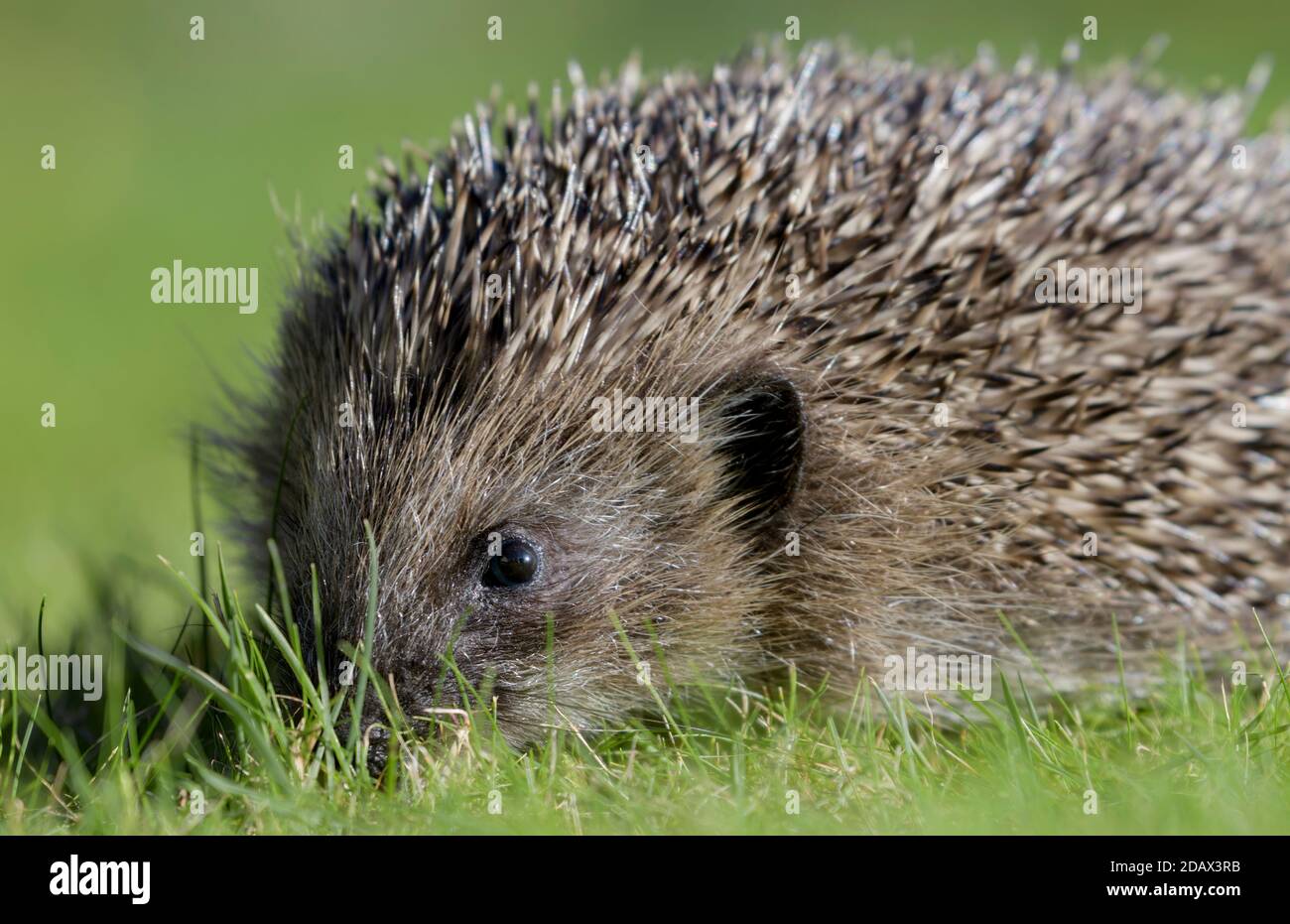 Igel auf Gras draußen am Tag Stockfoto