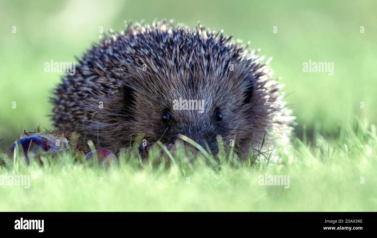 Igel auf Gras draußen am Tag Stockfoto