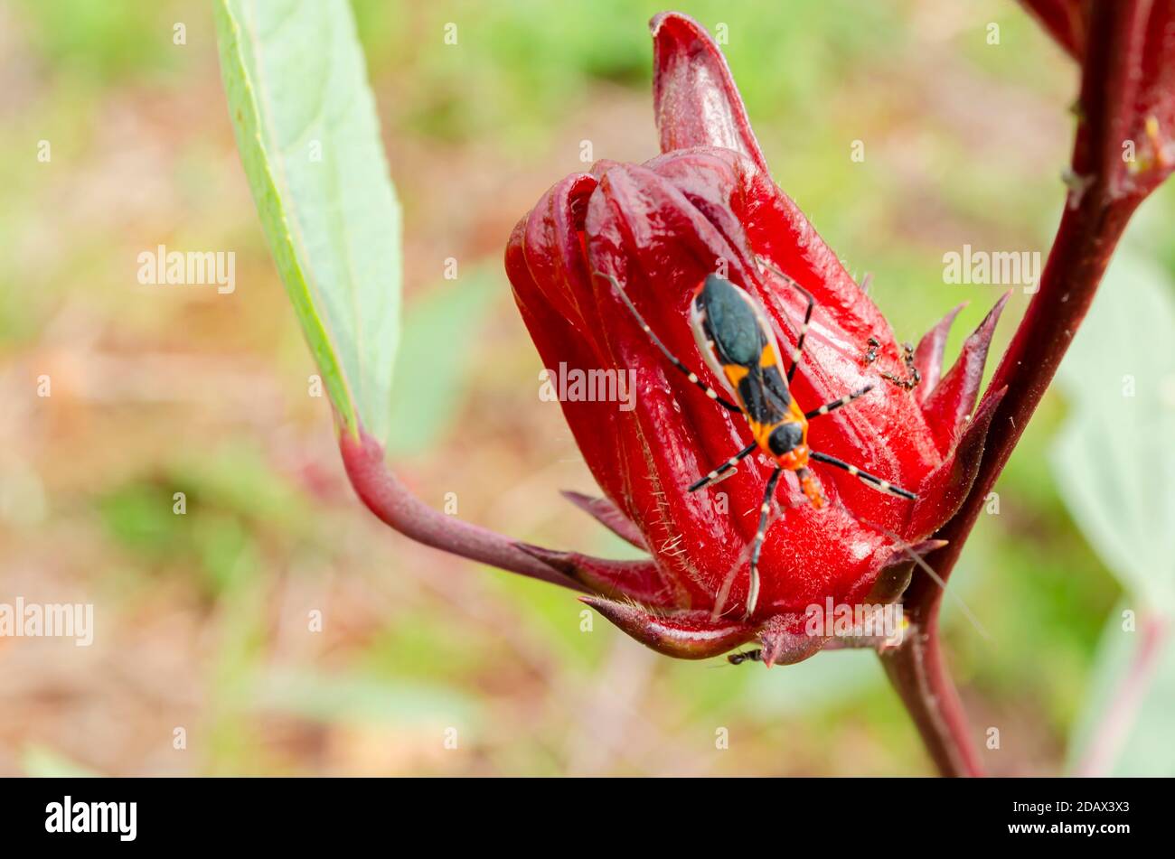 Melkweed Bug Auf Sauerampfer Stockfoto