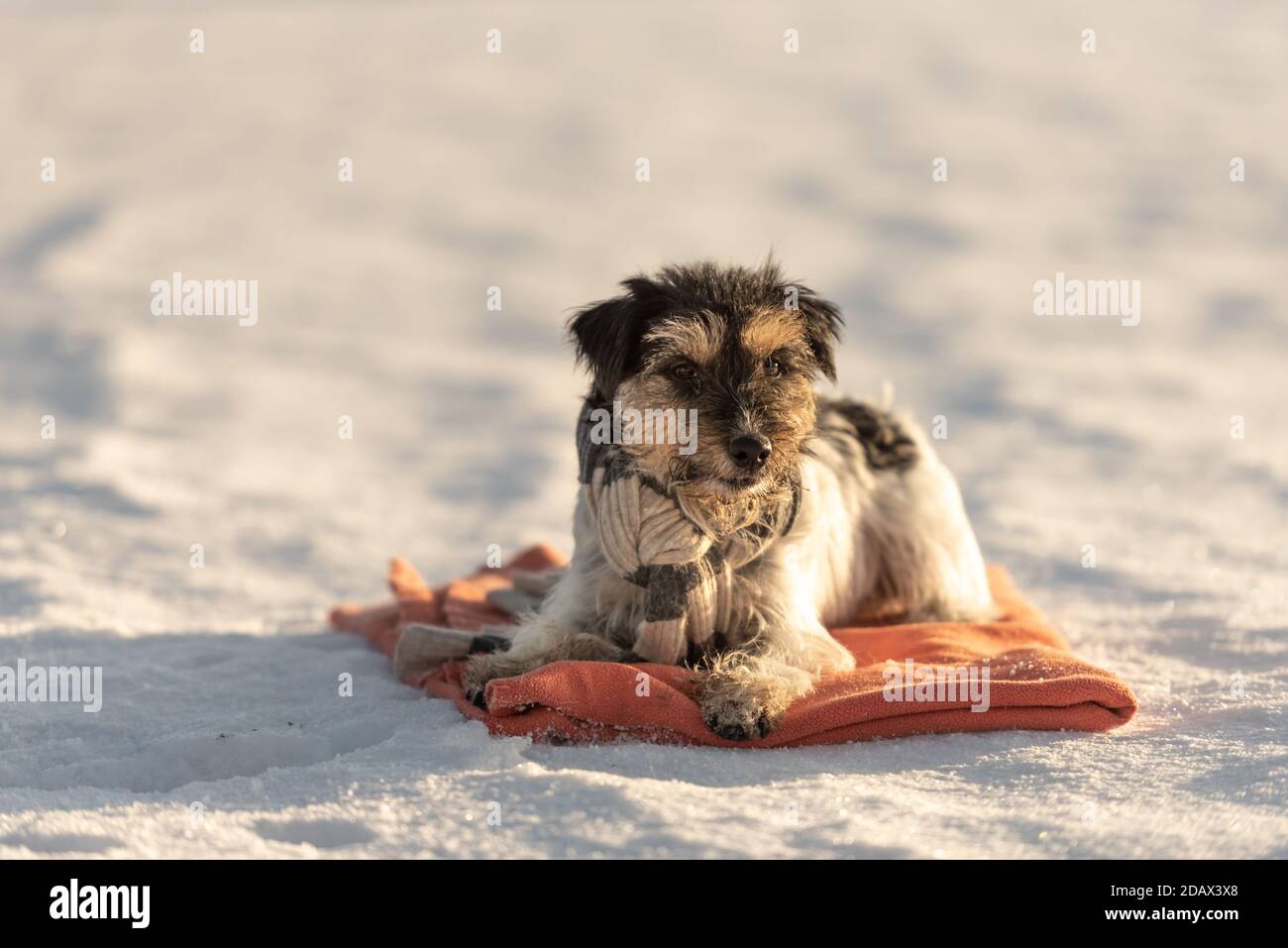 Kleinen Niedlichen schöne Jack Russell Terrier Hund mit einem Schal um den Hals in der Natur liegt auf einer roten Decke in der Wintersaison. Stockfoto