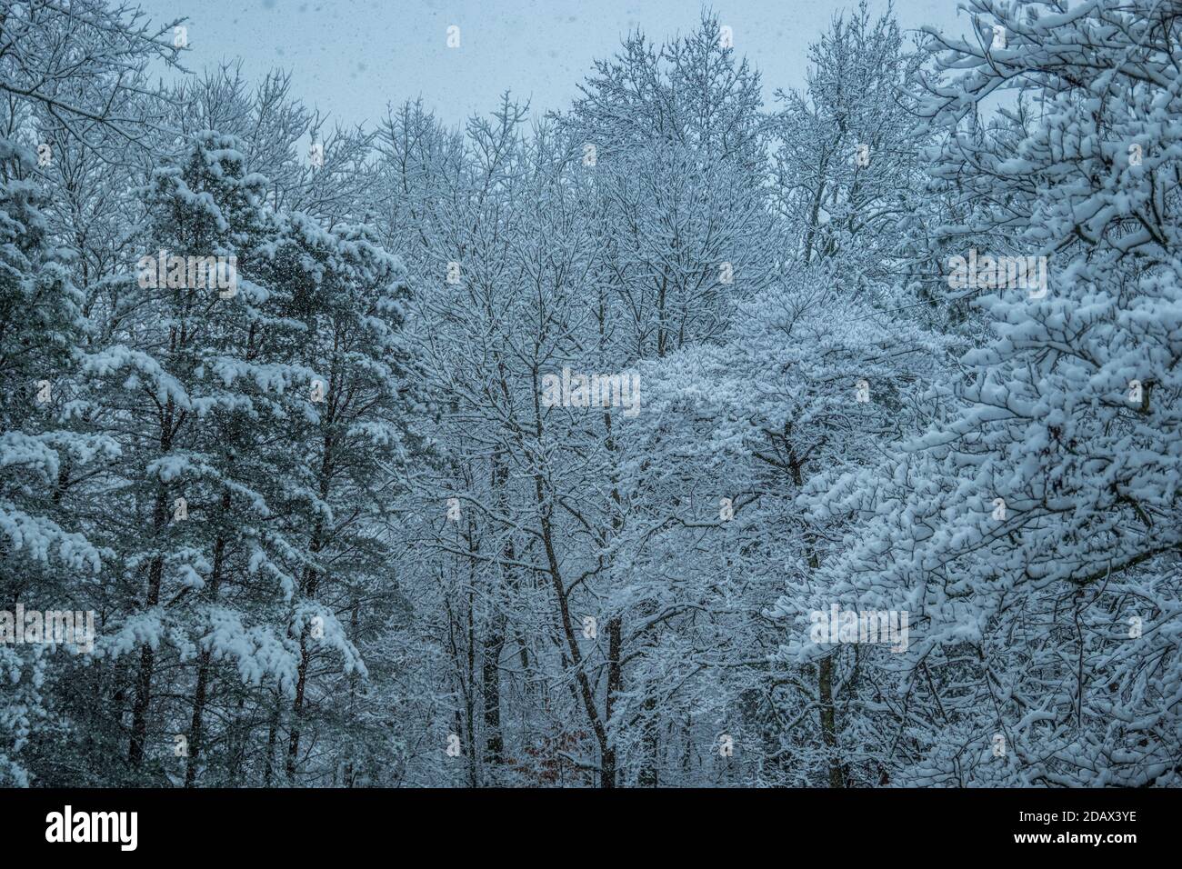 Heftiger Schneefall, der die Äste auf den Bäumen bedeckt Der Wald im Winter Schneesturm Stockfoto