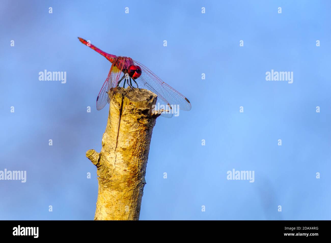 Blick auf eine rote Libelle auf einem Baumzweig Stockfoto