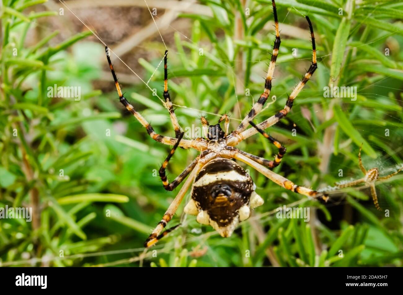 Eine silberne argiopsspinne hängt, der Bauch zeigt nach oben, wo seine Beine an seinem Kopfschild und seinem Bauch aufeinandertreffen. Stockfoto