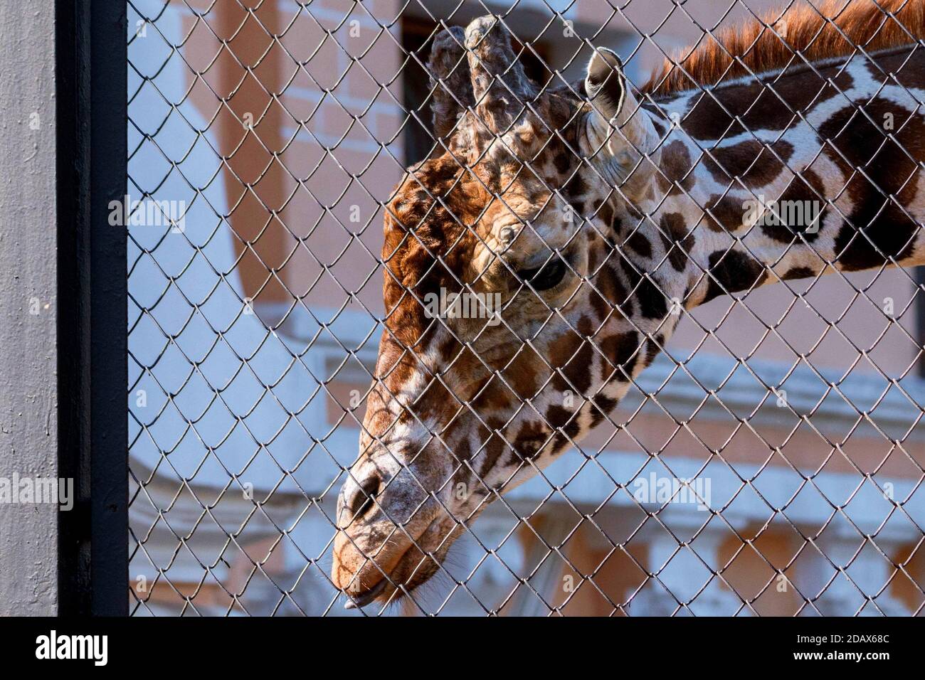 Porträt einer Netzgiraffe oder Giraffa camelopardalis reticulata Stockfoto