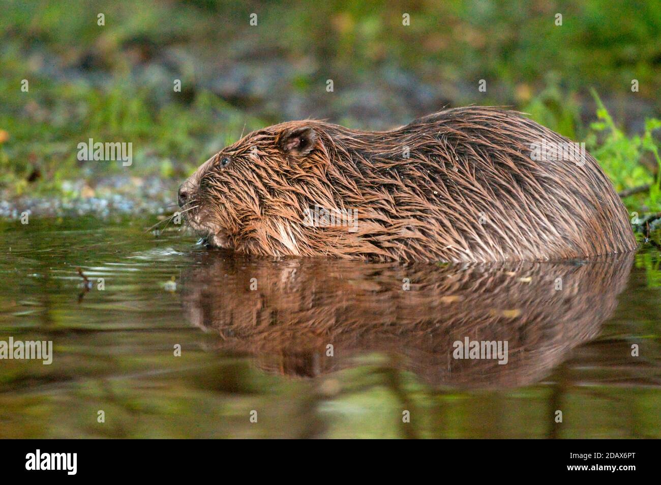 Biberburg -Fotos und -Bildmaterial in hoher Auflösung – Alamy