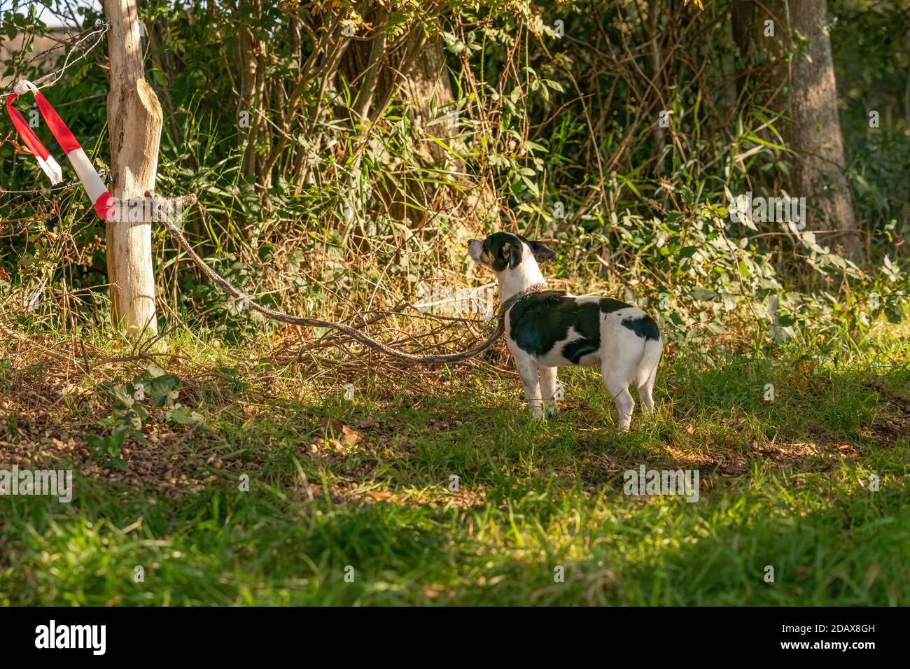 Trauriger Hund allein in einem Wald gelassen, mit einem Seil an einen Baum gebunden. Begeht Tierquälerei Stockfoto