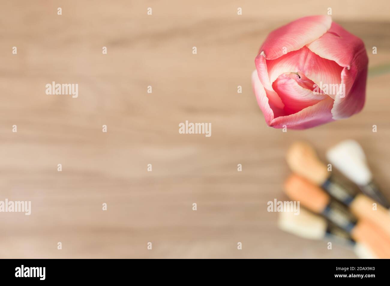 Weicher Fokus einer rosa Tulpenblume gegen eine verschwommene Holztisch mit Stickerei Zahnseide Profil Stockfoto