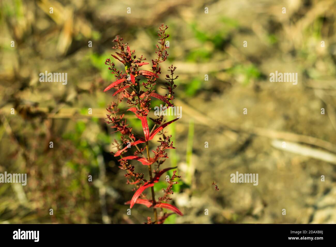 Kleine rote Farben Kirschgrasfrucht in das Paddy Anlage Stockfoto