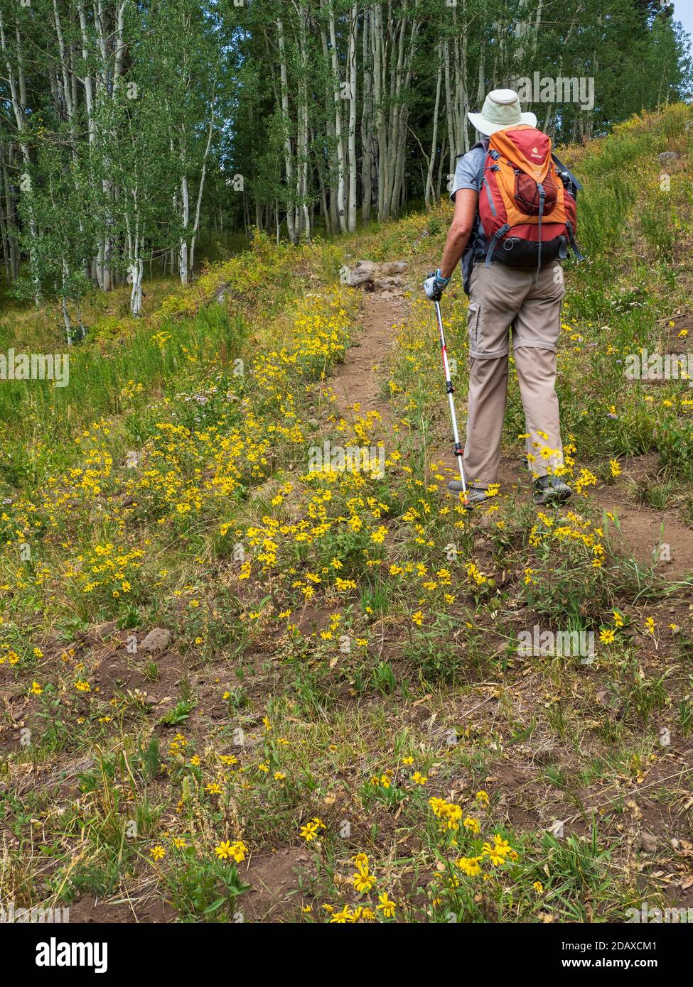 Frau wandert auf dem Kannah Creek Trail, Grand Mesa, Colorado. Stockfoto