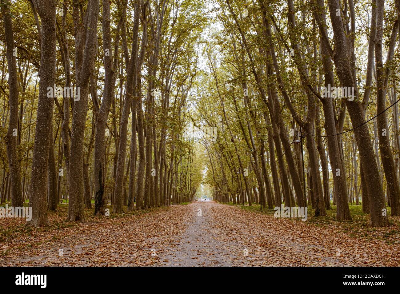 Herbstliche Landschaft Wald mit Boden voller Blätter Stockfoto