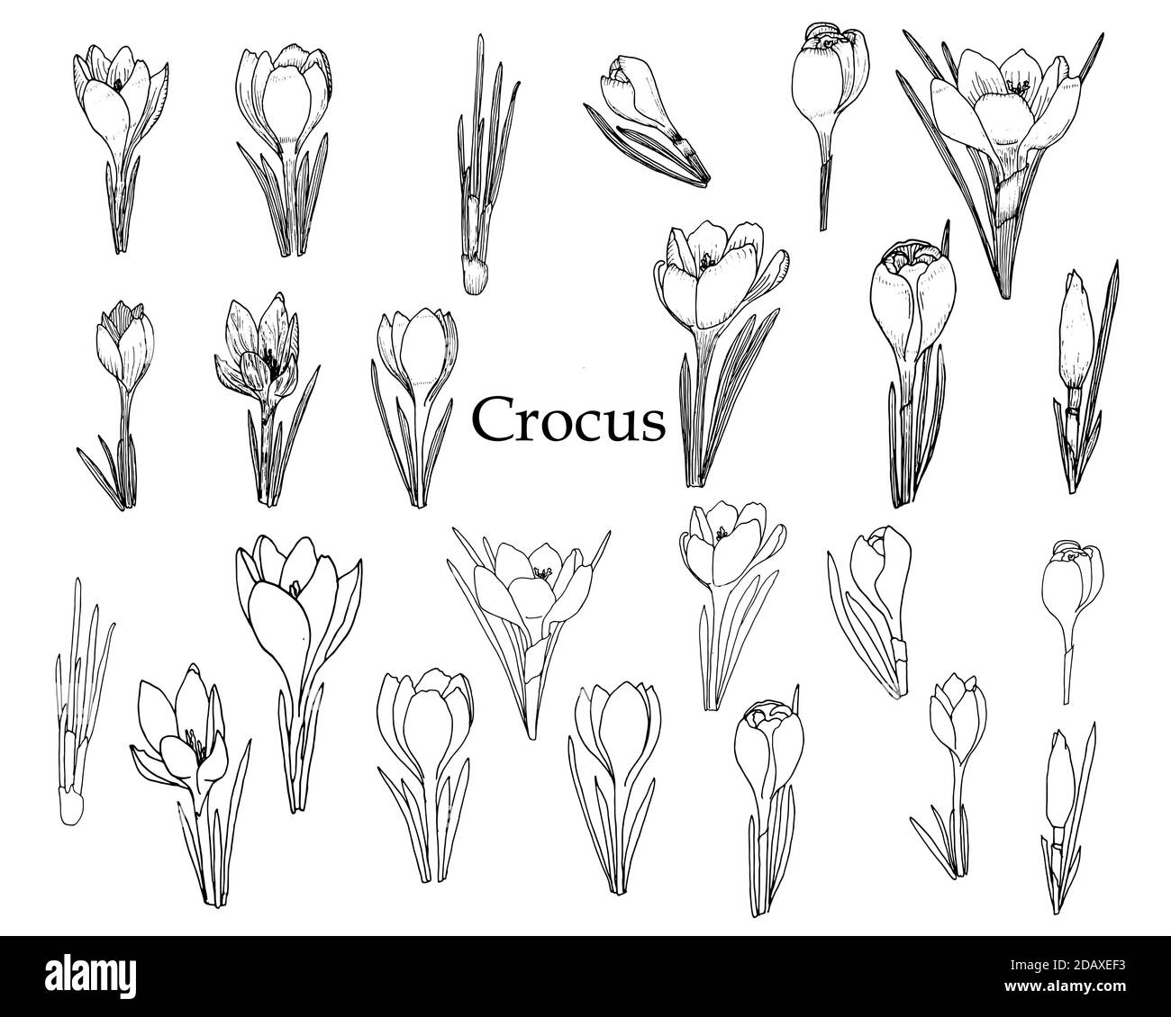 Satz isolierter Krokus. Vektor. Stock Vektor