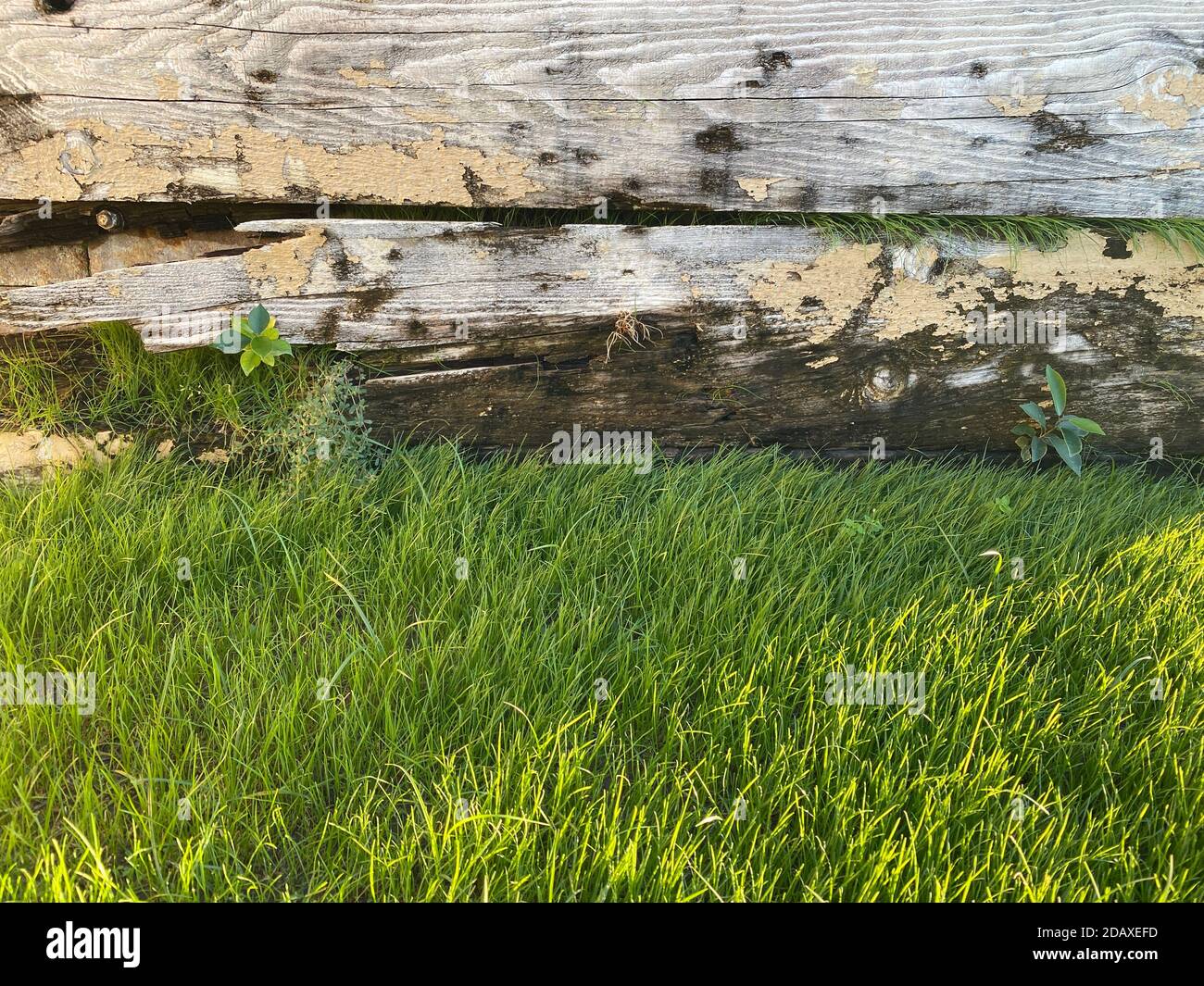 Üppig grünes Gras Rand der alten Scheune Wand als Hintergrund Hintergrund sehr verwitterte Struktur für Architektur Landschaft Stockfoto