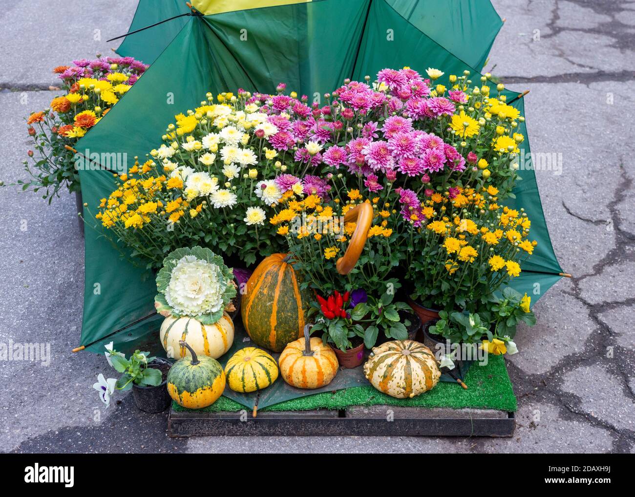 Arrangiert Kürbisse und Blumen in Sonnenschirm als Natur morte Straße Kunstkomposition im Park in Sofia Bulgarien Stockfoto