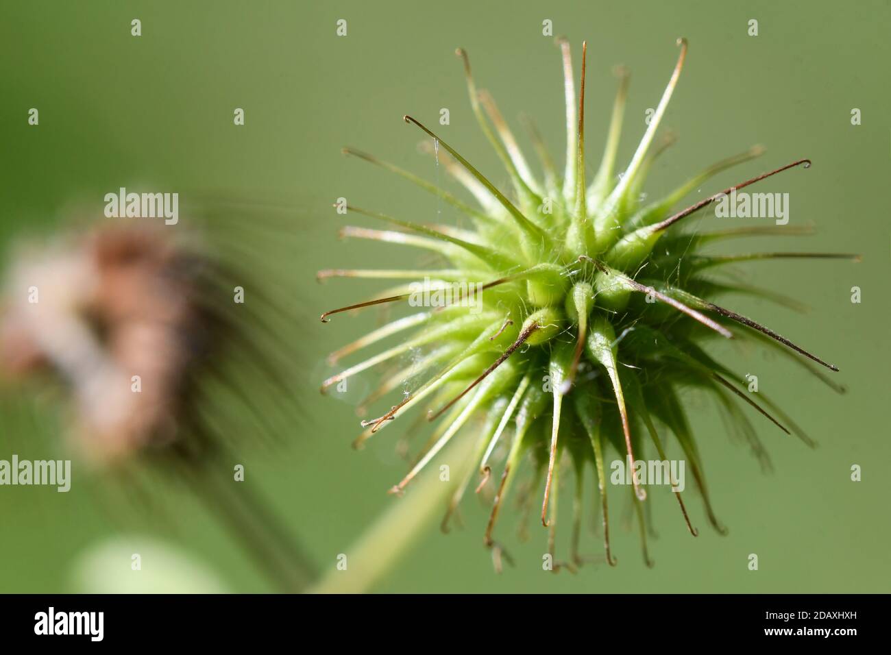 Nahaufnahme von größeren Klettenkernen Stockfoto