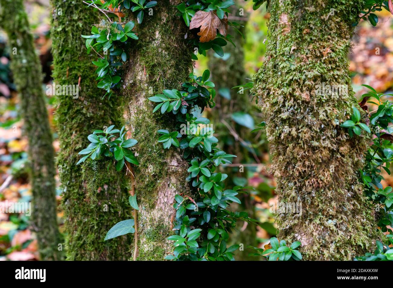 Triebe von jungen Buchsbaum auf toten verdorrten Baum im Herbst Wald am bewölkten Tag Stockfoto