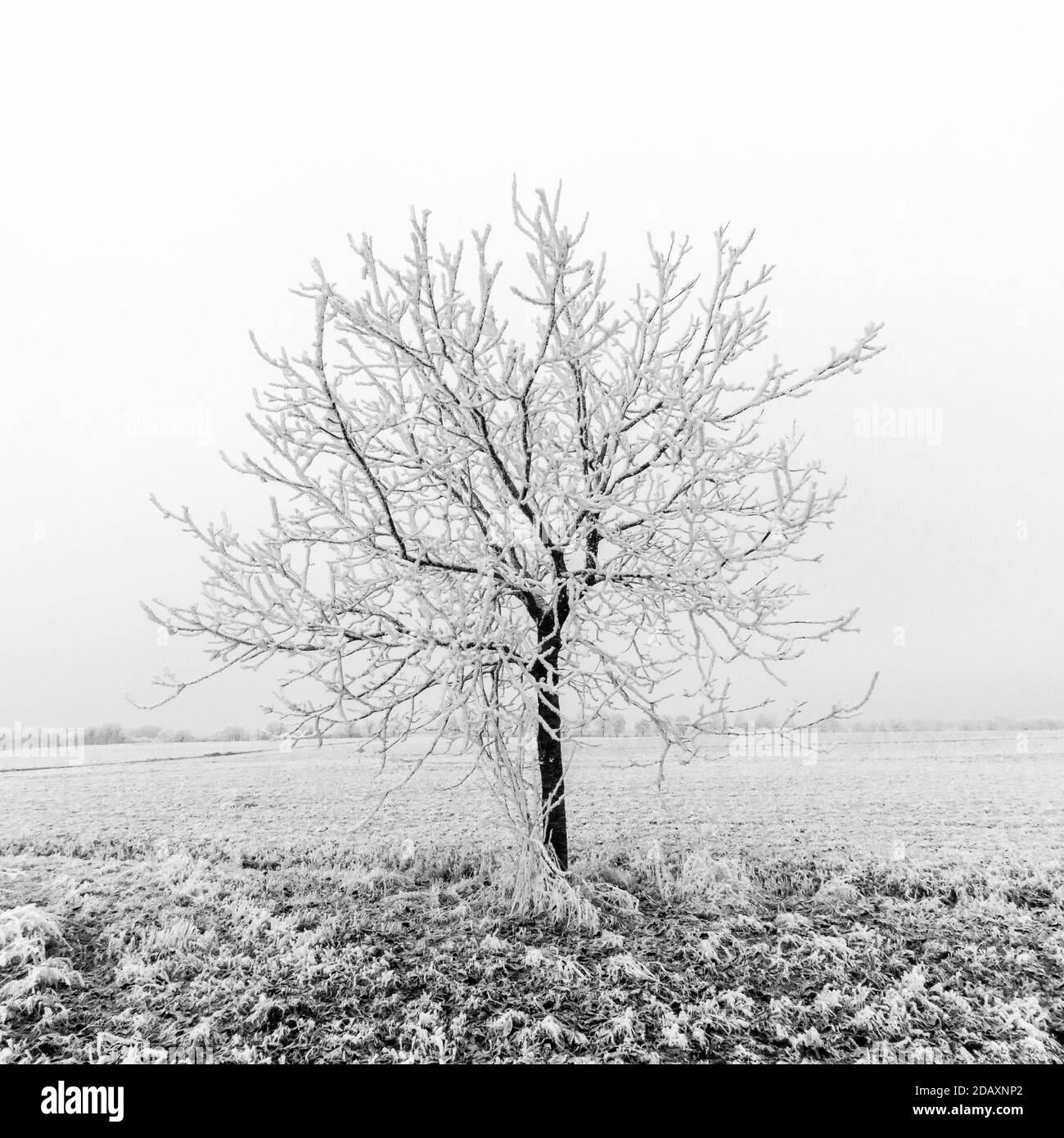 Gefrorenen Baum auf Winter-Feld Stockfoto