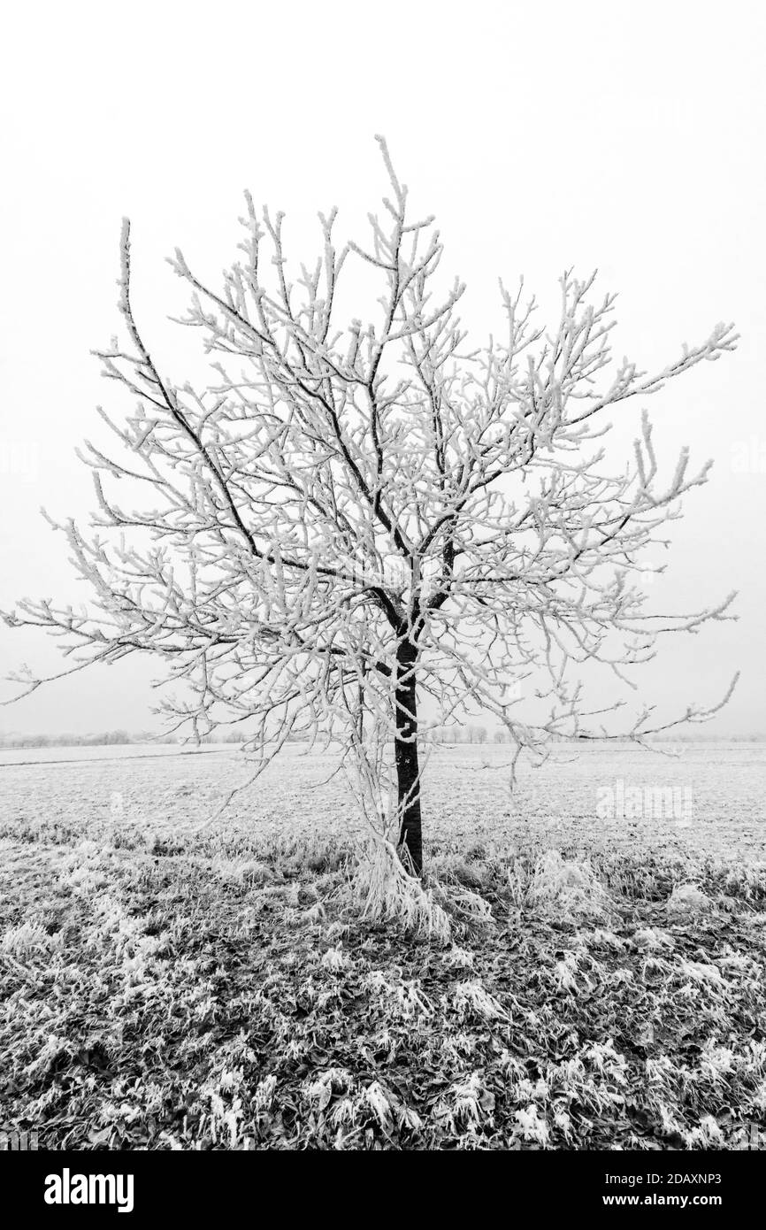 Gefrorenen Baum auf Winter-Feld Stockfoto