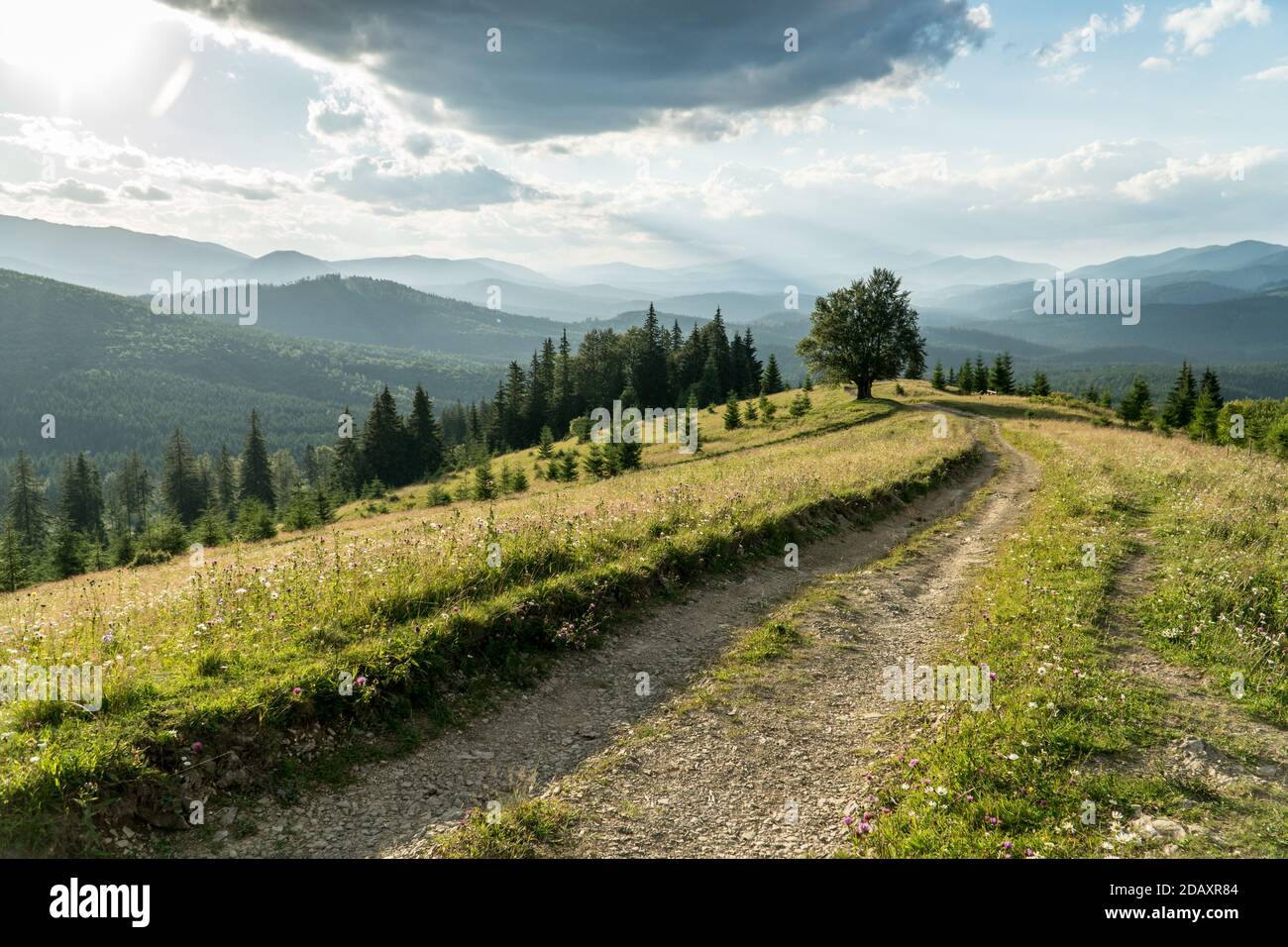 Einsamer Baum und Feldweg in den karpaten unter dem stürmischen Himmel irgendwo in der Ukraine. Sommerblick Stockfoto