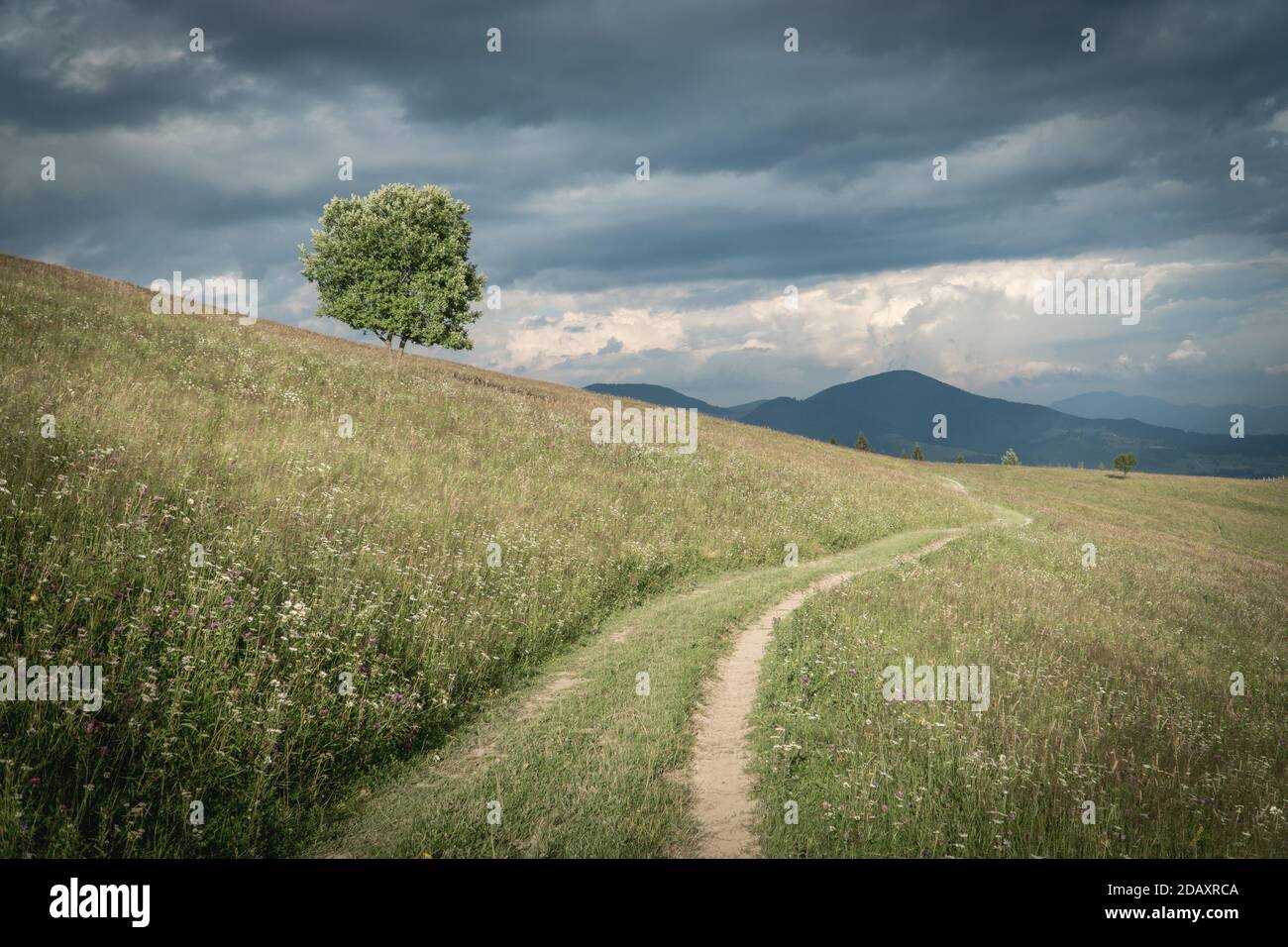 Einsamer Baum und Feldweg in den karpaten unter dem stürmischen Himmel irgendwo in der Ukraine. Sommerblick Stockfoto