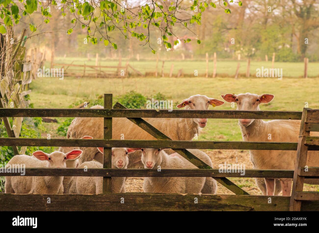 Herde Schafe hinter Holztor stehen Stockfoto