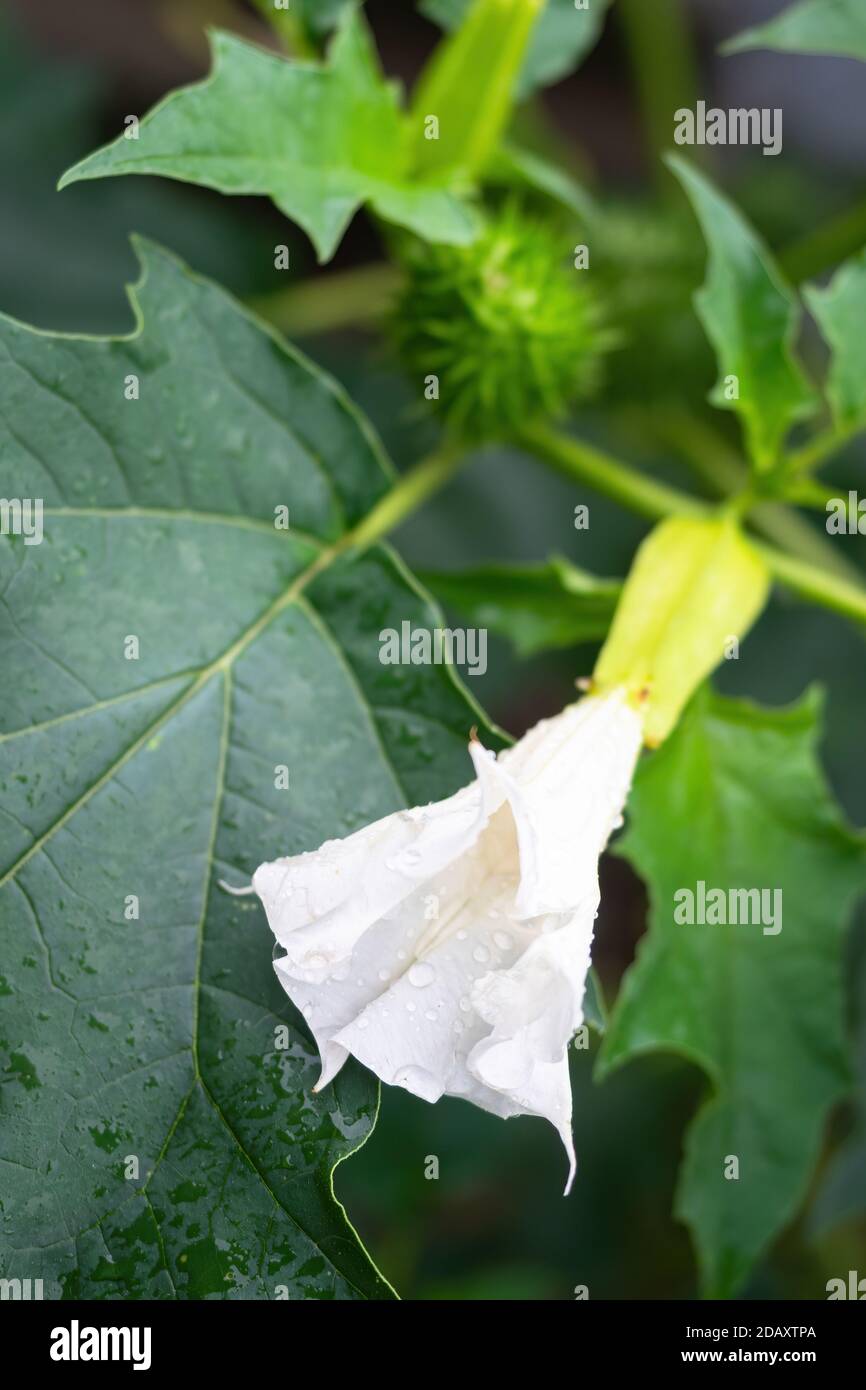Detail der weien Trompete-frmigen Blume der Halluzinogen-Pflanze  Teufelskerze (Datura Stramonium), auch Jimsonweed mit Wassertropfen  genannt. Flache Abt Stockfotografie - Alamy