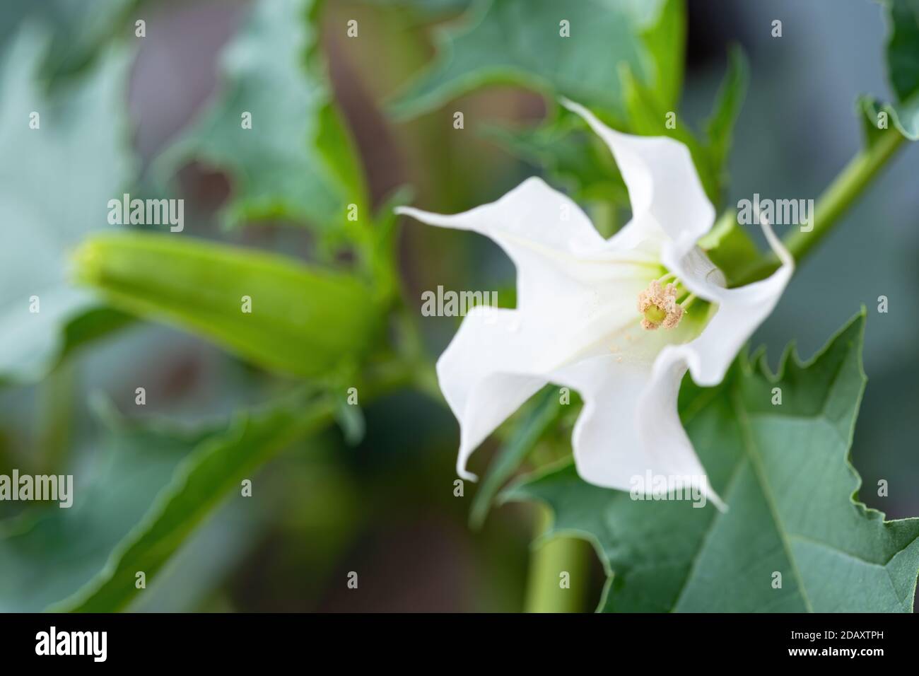 Detail der weien trompetenfrmigen Blume der halluzinogenen Pflanze  Teufelskerze (Datura Stramonium), auch Jimsonweed genannt. Geringe  Schrfentiefe und BL Stockfotografie - Alamy