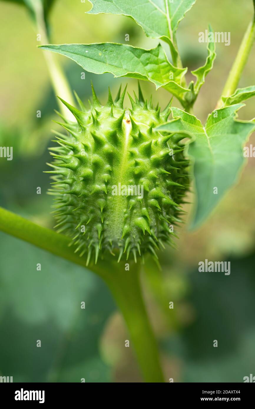 Detail der Stachelkernkapsel der Halluzinogen-Pflanze Teufelskerze (Datura Stramonium), auch Jimsonweed genannt. Geringe Schärfentiefe und unscharfer Bac Stockfoto