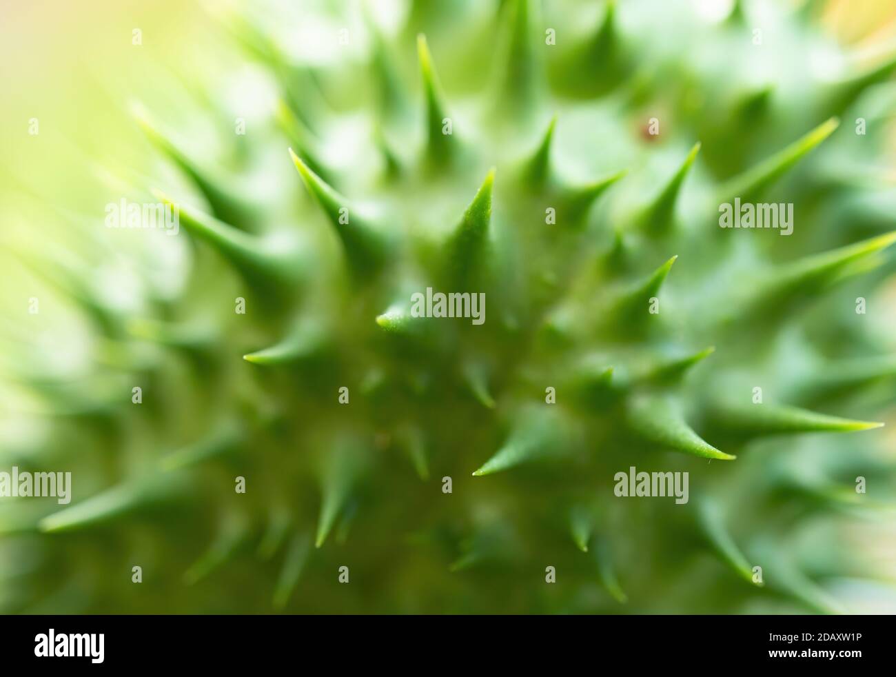 Detail der Stachelkernkapsel der Halluzinogen-Pflanze Teufelskerze (Datura Stramonium), auch Jimsonweed genannt. Geringe Schärfentiefe und unscharfer Bac Stockfoto