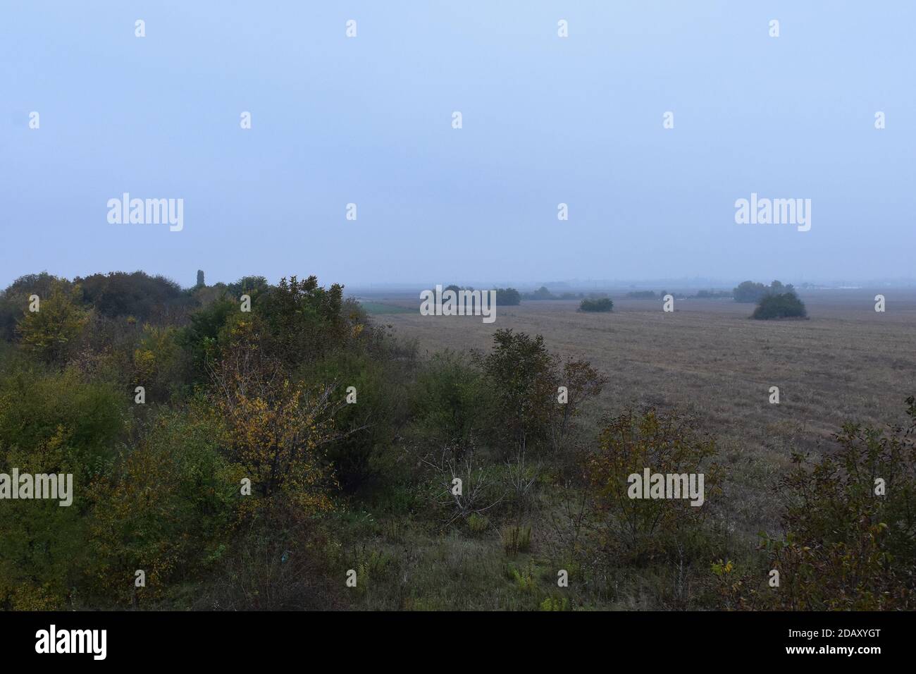 Das geerntete Feld im Herbst und Sträucher mit Blättern in Herbstfarben Stockfoto