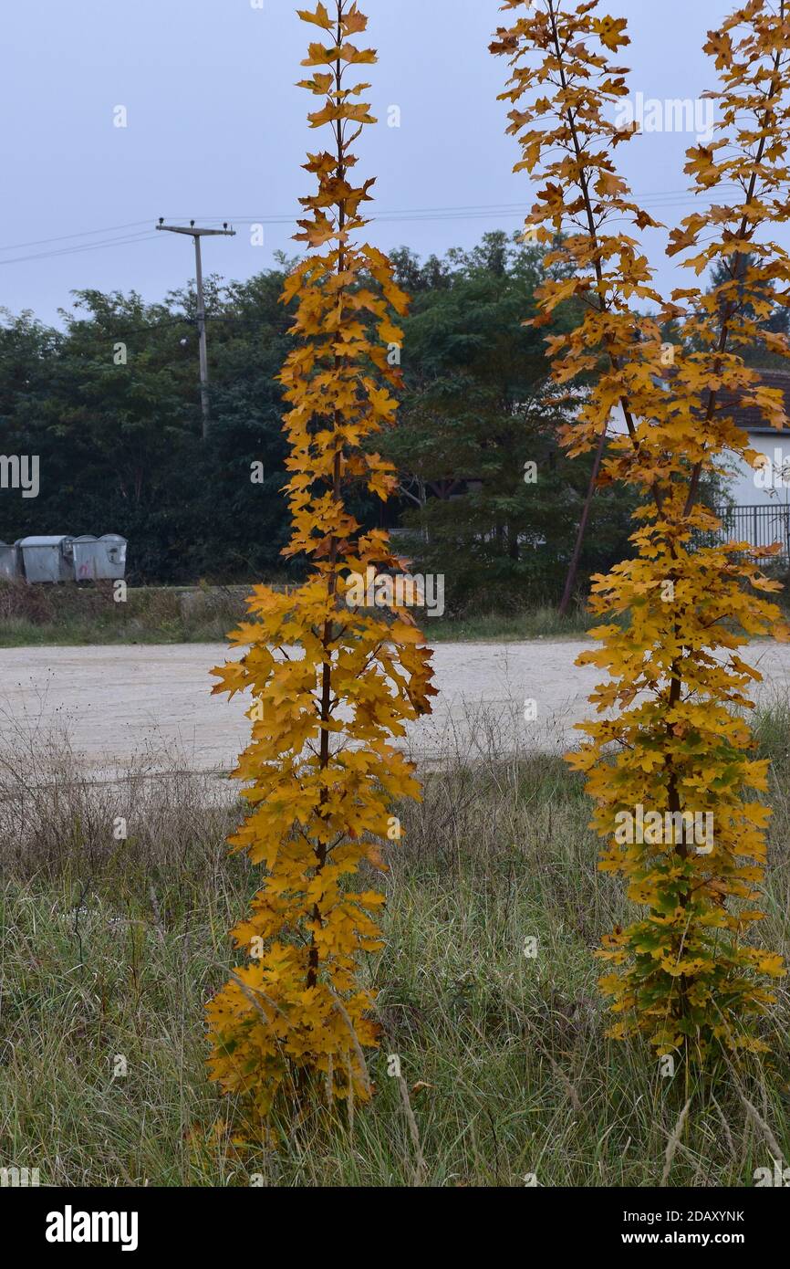 Herbst, gelbe Blätter von zwei jungen Bäumen in halbtrockenem Hochgras am Straßenrand Herbst, gelbe Blätter von zwei jungen Bäumen in halbtrockenem Hochgras bei der Stockfoto