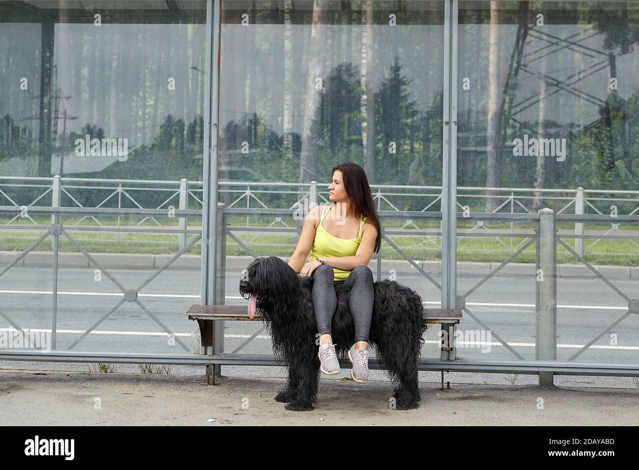 Frau und schwarze langhaarige briard sitzen auf der Straßenbahnhaltestelle und warten auf die öffentlichen Verkehrsmittel. Stockfoto