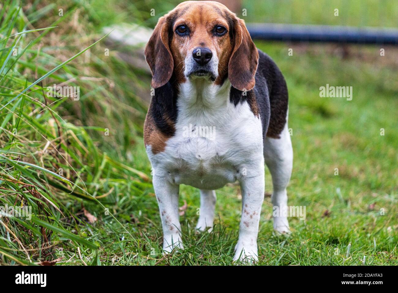 Ein dreifarbiger englischer Beagle (Canis lupus familiaris) Starrt  vorwurfsvoll auf die Kamera Stockfotografie - Alamy