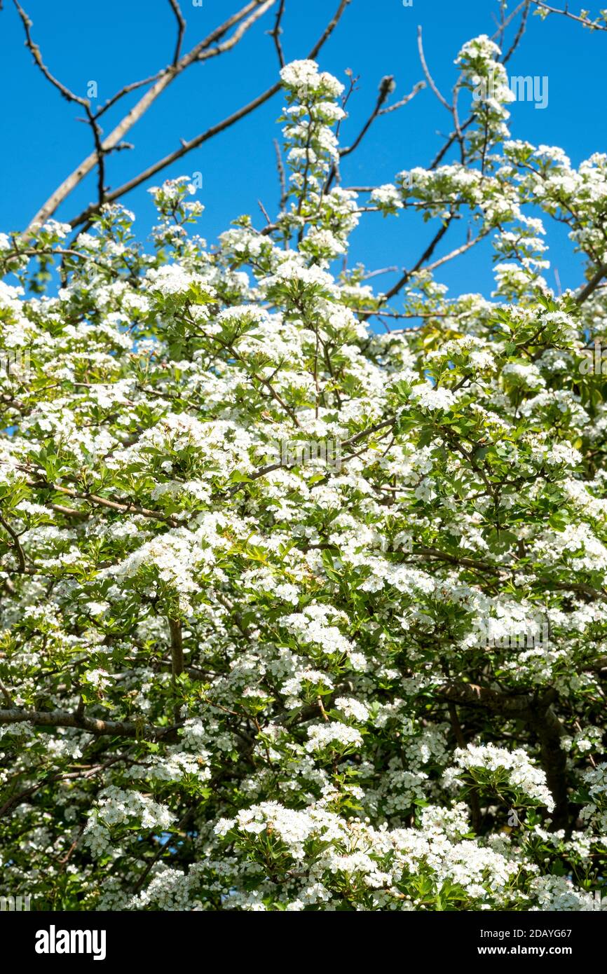 Crataegus monogyna, Weißdorn, Baum, Sommer, Blüte Stockfoto