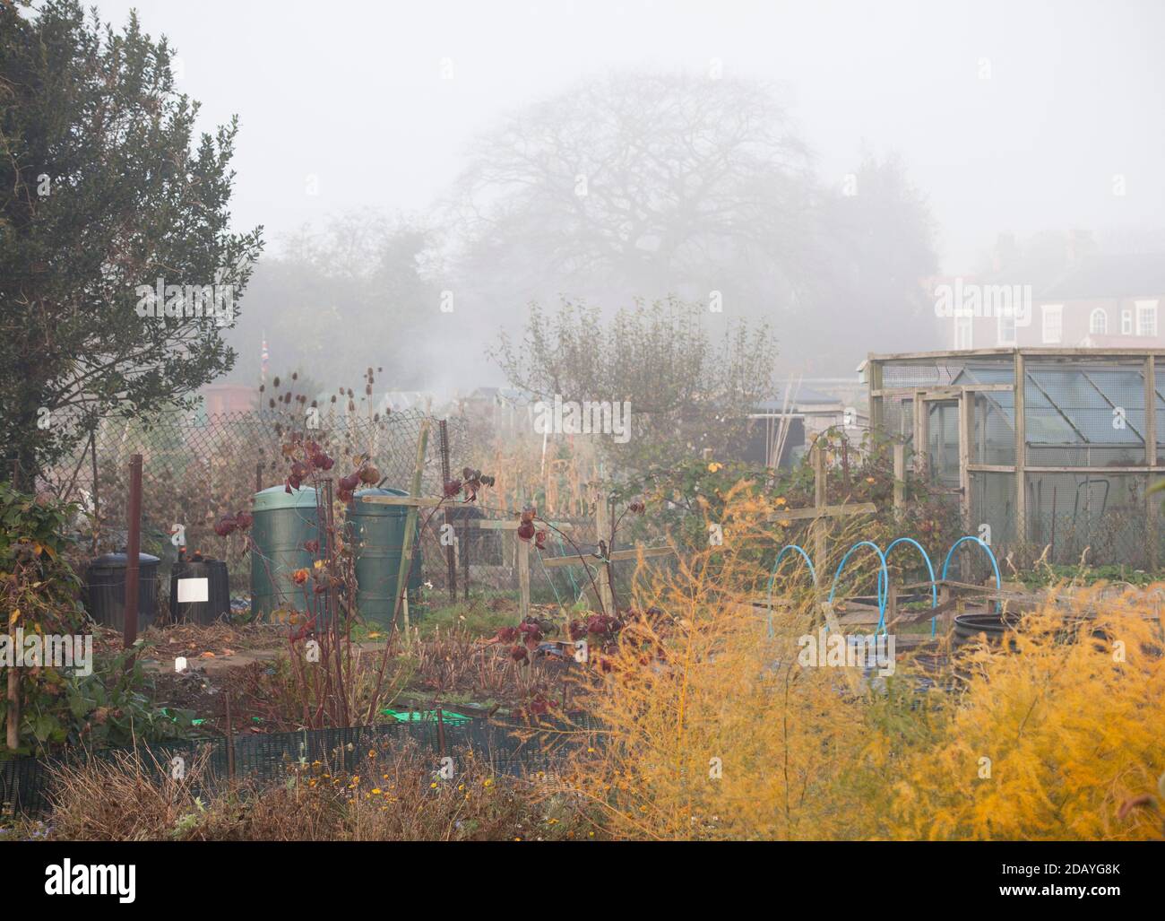 Herbst Beverley England Großbritannien Zuteilungen im Nebel Stockfoto