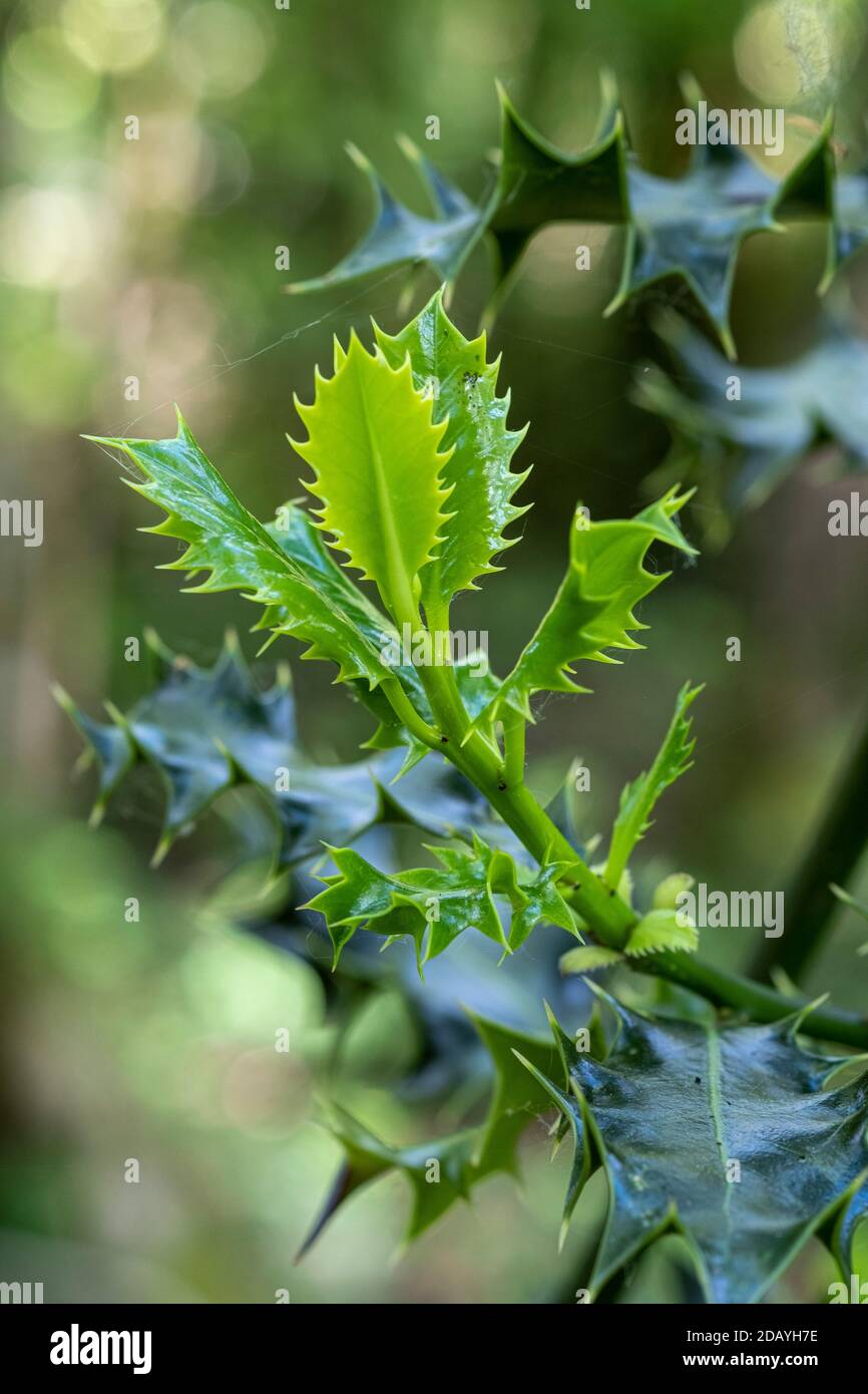 Holly Laub im Frühsommer, Ilex aquifolium Stockfoto