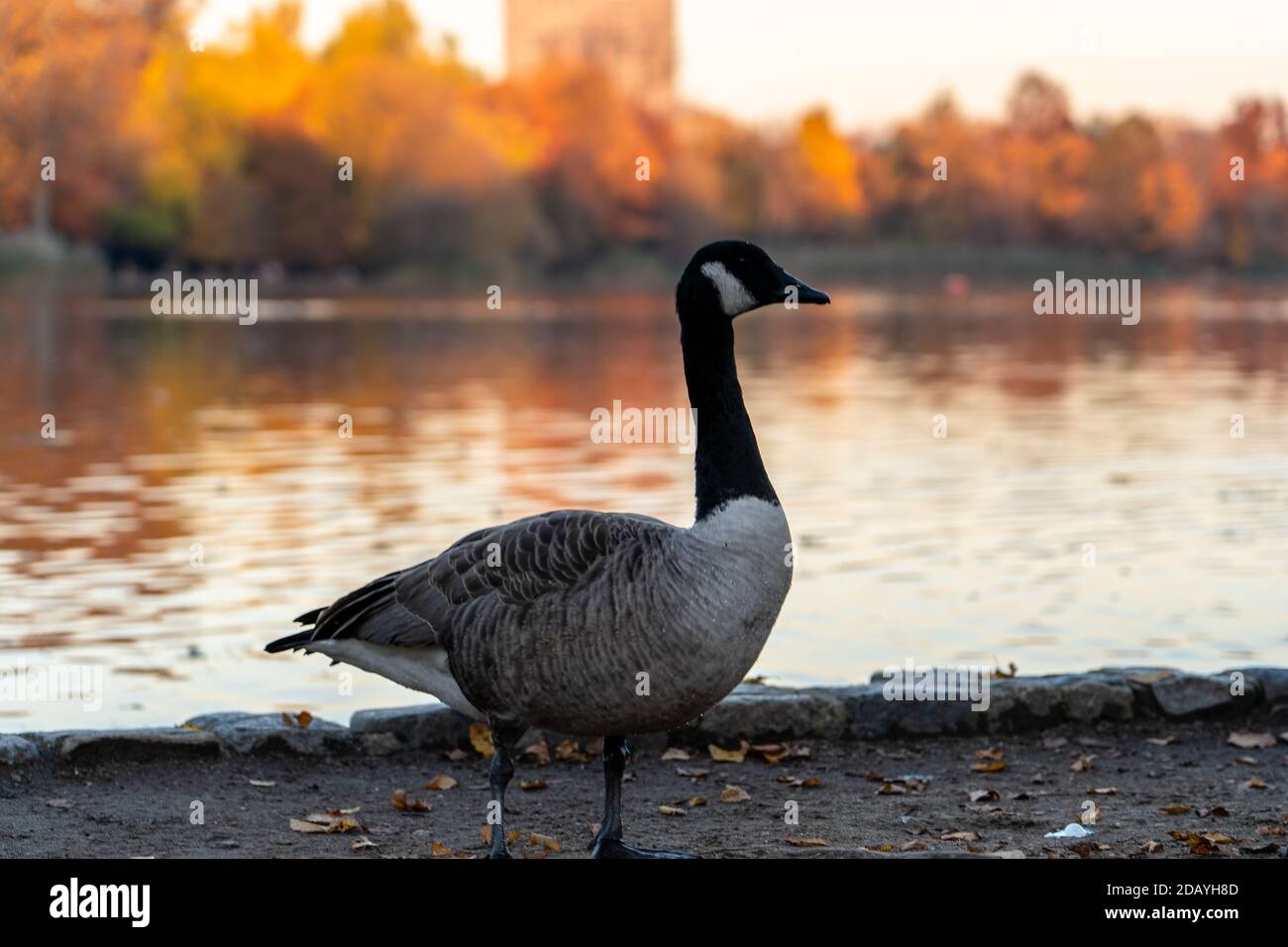 Eine Gans steht vor einem Teich in Prospect Parken Sie im Herbst