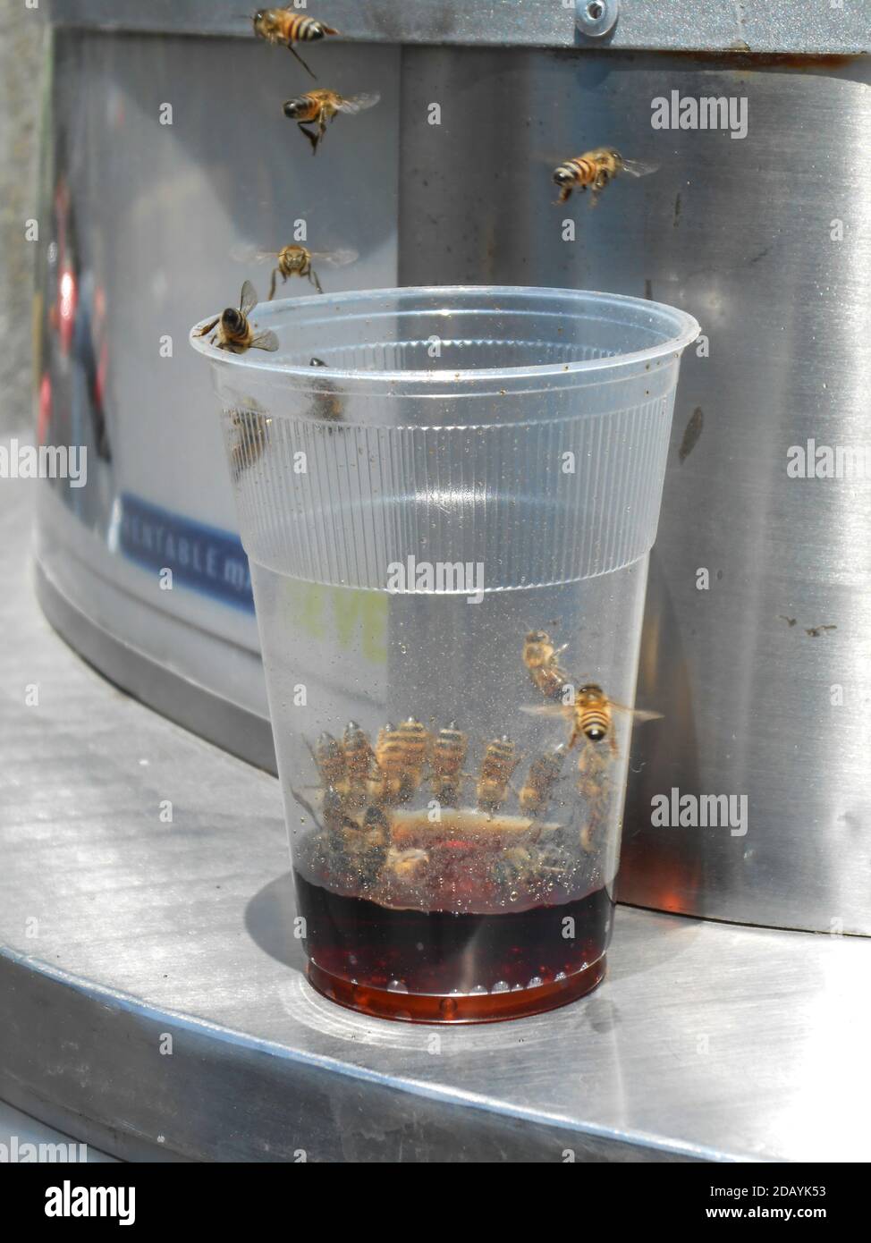 Wespen in Getränkebehälter Stockfoto
