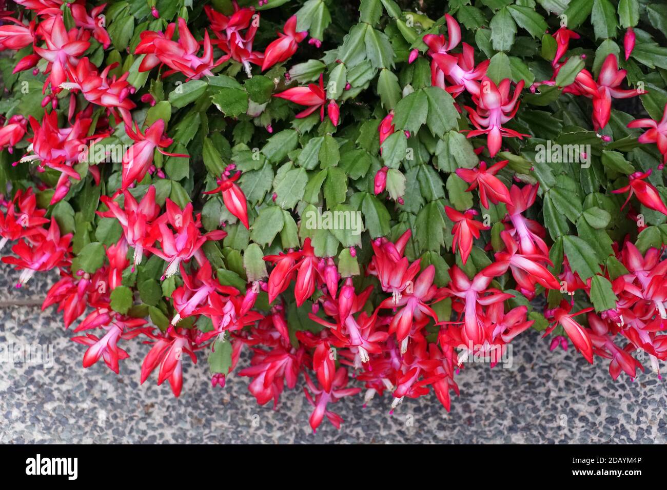 Cactus red flowers green leaves -Fotos und -Bildmaterial in hoher Auflsung   Alamy