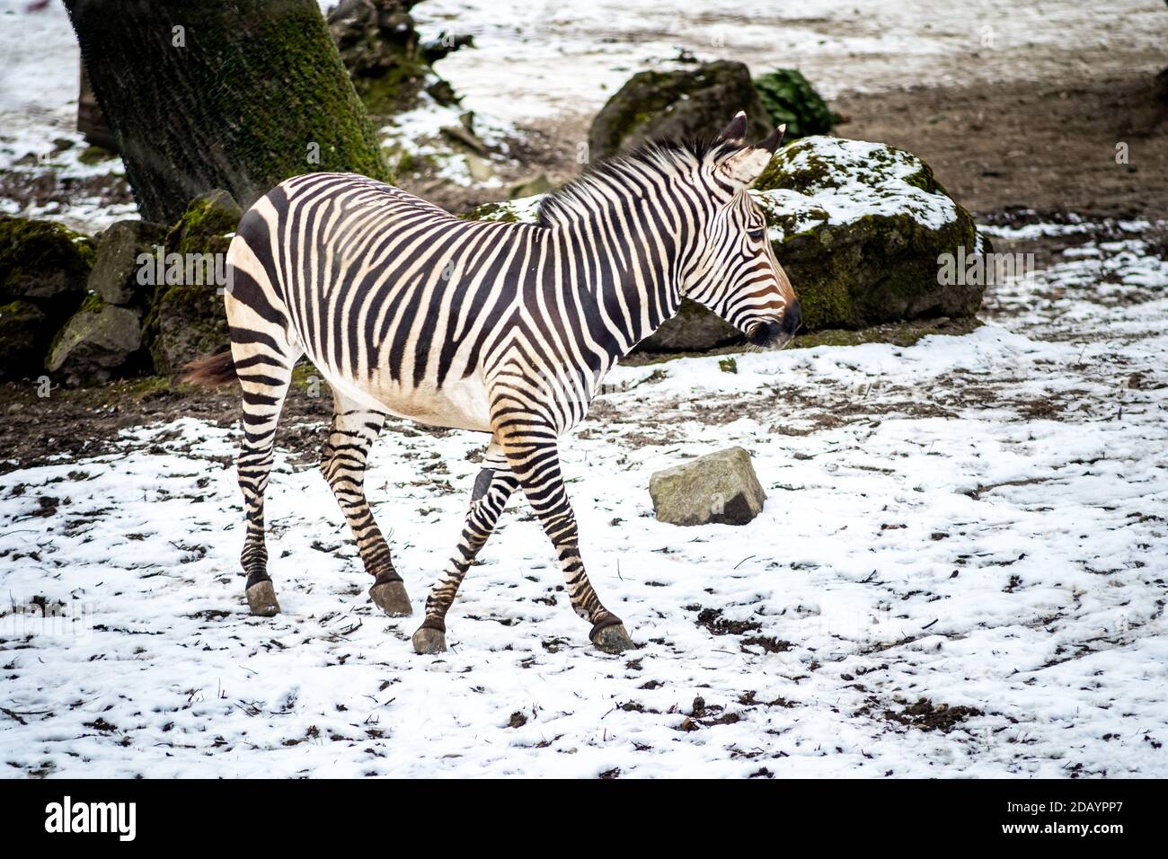 Zebra Fohlen im Freien im Schnee im Zoo. Stockfoto