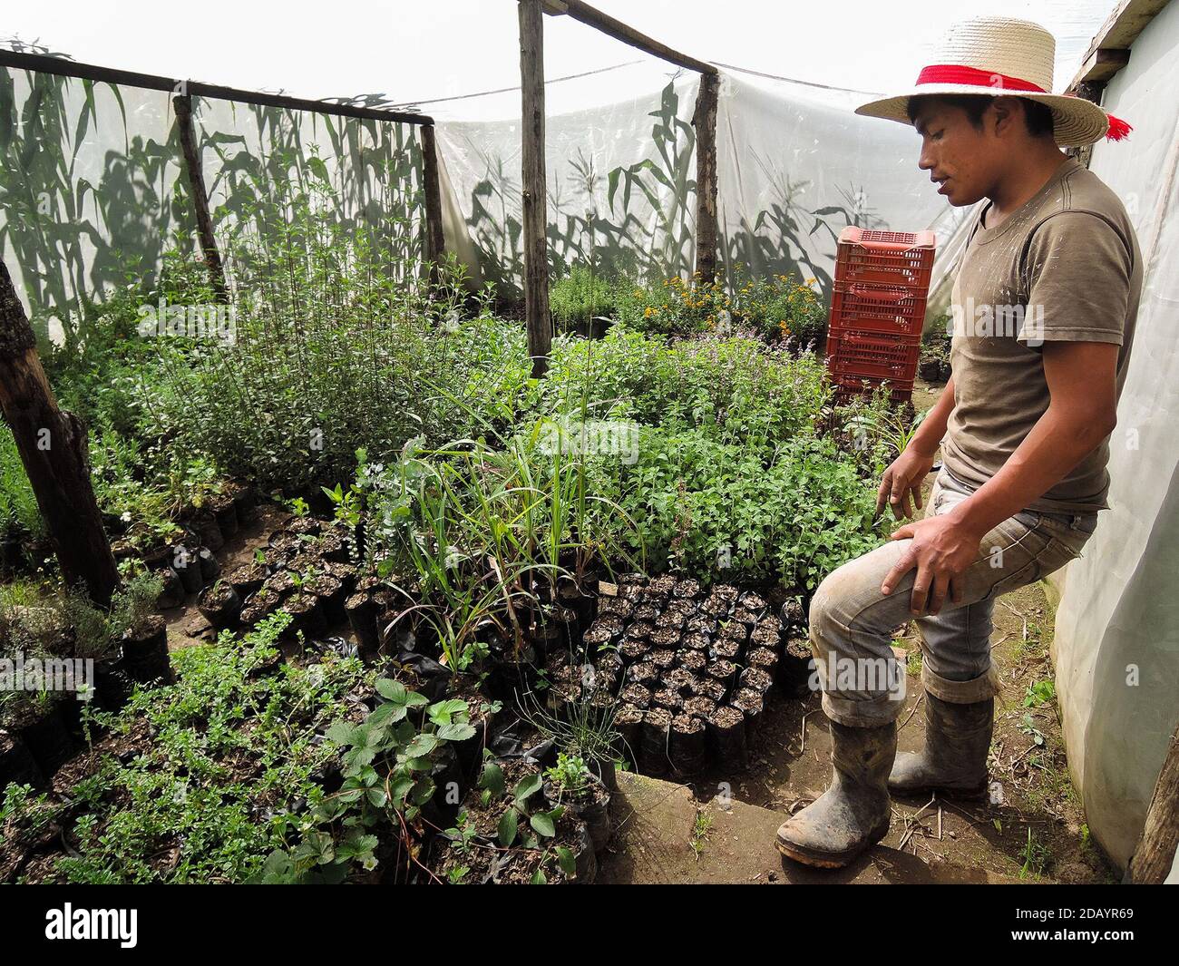 Plantas Medicinales, Medicinal Plants, Guatemala Stockfoto