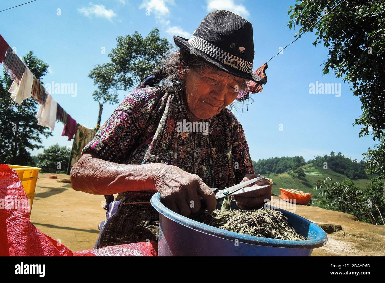Plantanas Medicinales, Guatemala Stockfoto