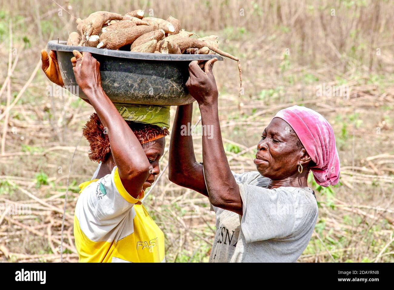 Eine Farmarbeiterin in Lalate, einem kleinen Gebiet im Bundesstaat Oyo, Nigeria, hilft einer anderen, eine Schüssel mit Cassava-Wurzeln auf ihren Kopf zu legen, um sie zu einem nahe gelegenen Lastwagen zu transportieren, der sie an eine Verarbeitungsfabrik liefern wird. Stockfoto