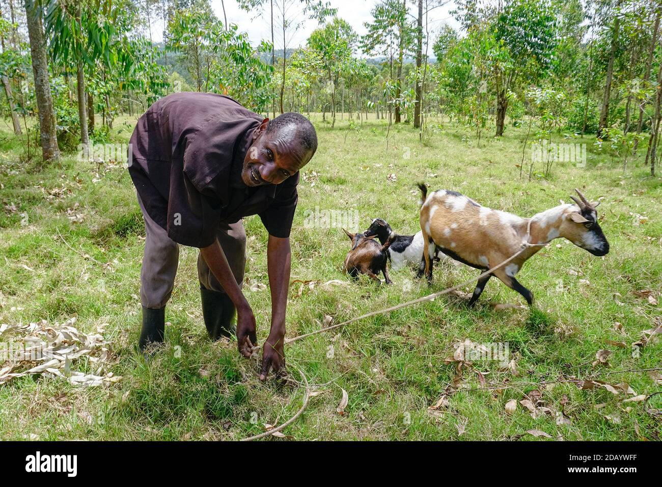 Tumuhairwe Ponsiano bindet seine Ziegen in Uganda ab. Stockfoto
