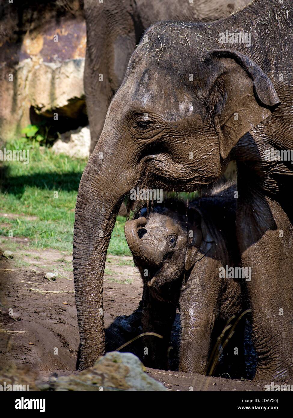 Der Elefantenbaby ist mit seiner Mutter schlammig Stockfoto