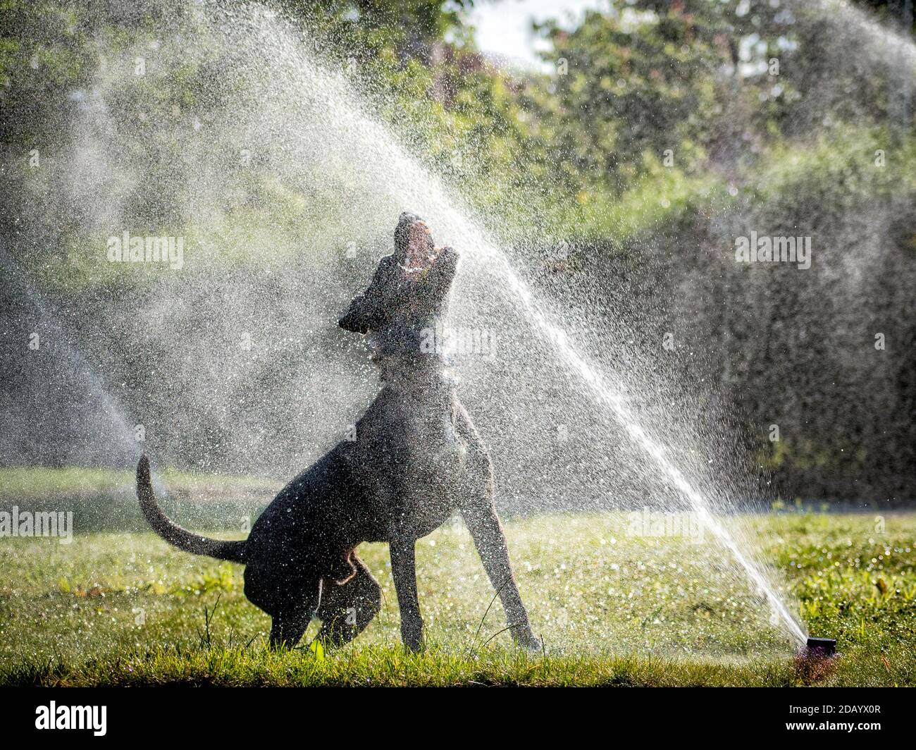 Wenn Sie Wasser mögen wie ein schwarzer Hund Stockfoto