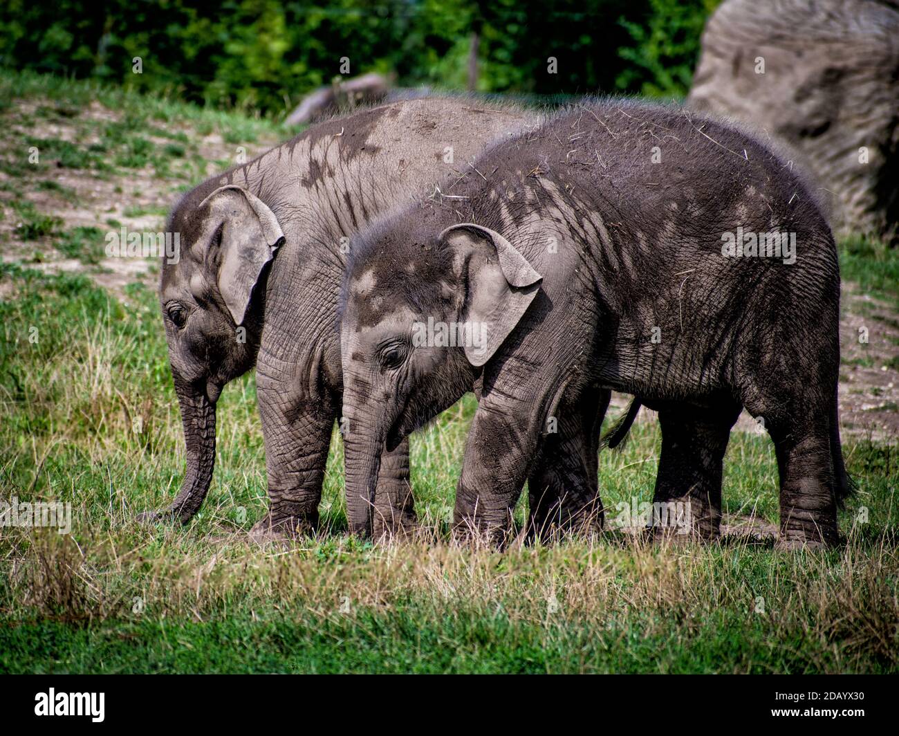 Zwei kleine Elefanten grasen auf dem Gras Stockfoto