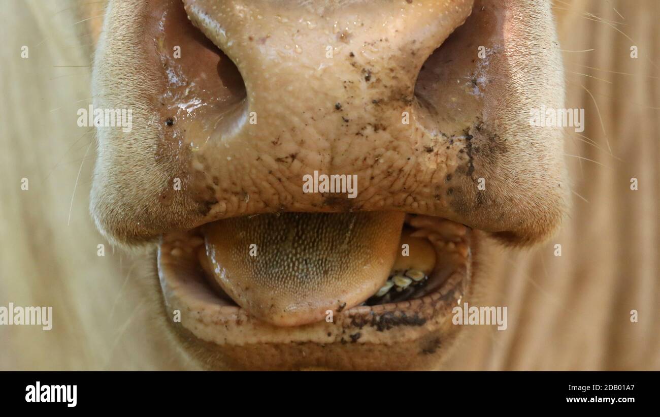 Eine extreme Nahaufnahme einer schmutzigen Kuh oder Bullenmund in der Aktion des Kauens. Wässrige Nasenlöcher und raue Zunge. Mundhygiene Mundgeruch lustig Stockfoto