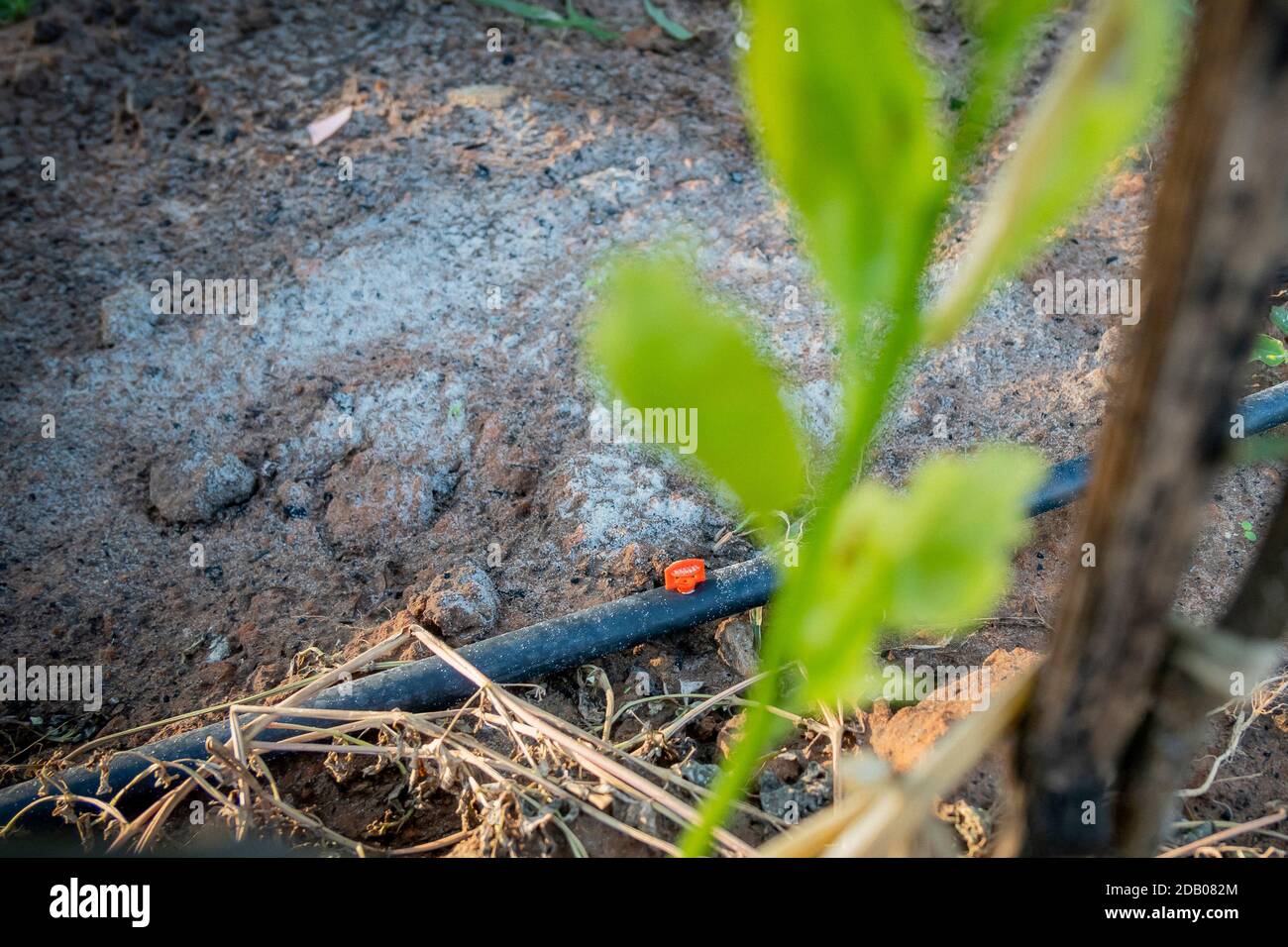 Ein orangefarbener Mini springer wurde an einem schwarzen PE-Rohr befestigt Auf dem Boden, um den Garten zu bewässern Stockfoto